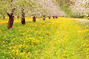 Фреска Желтые одуванчики в цветущих деревьях
