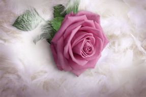 Фреска 3D роза в пушистых перышках