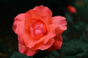 Фреска Розовая роза с каплями росы
