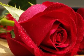 Фреска Большая красная роза